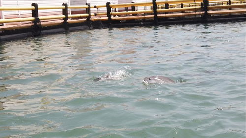 四個最嚴專項 水產品質量安全進農村，筑牢水產品養殖安全防線