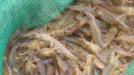 產量翻30余倍！科技賦能，三門南美白對蝦實現全年穩定供應