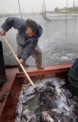 白洋淀局部水域恢復水產養殖，促進區域生態與經濟協調發展