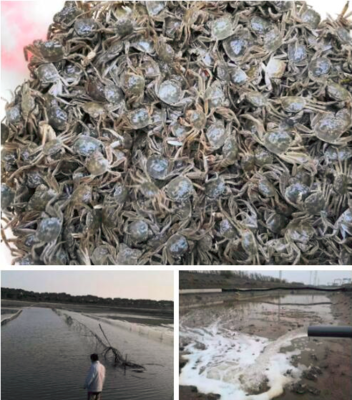 羅涇鎮(zhèn)水產(chǎn)生產(chǎn)有序恢復(fù)，大閘蟹投苗量達(dá)40萬只