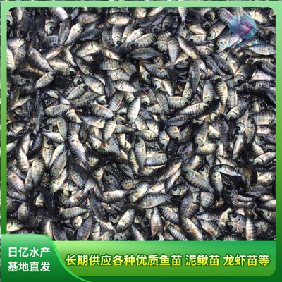 水產(chǎn)養(yǎng)殖新篇章 廣州市花都區(qū)赤坭日億水產(chǎn)魚苗養(yǎng)殖場的專業(yè)探索